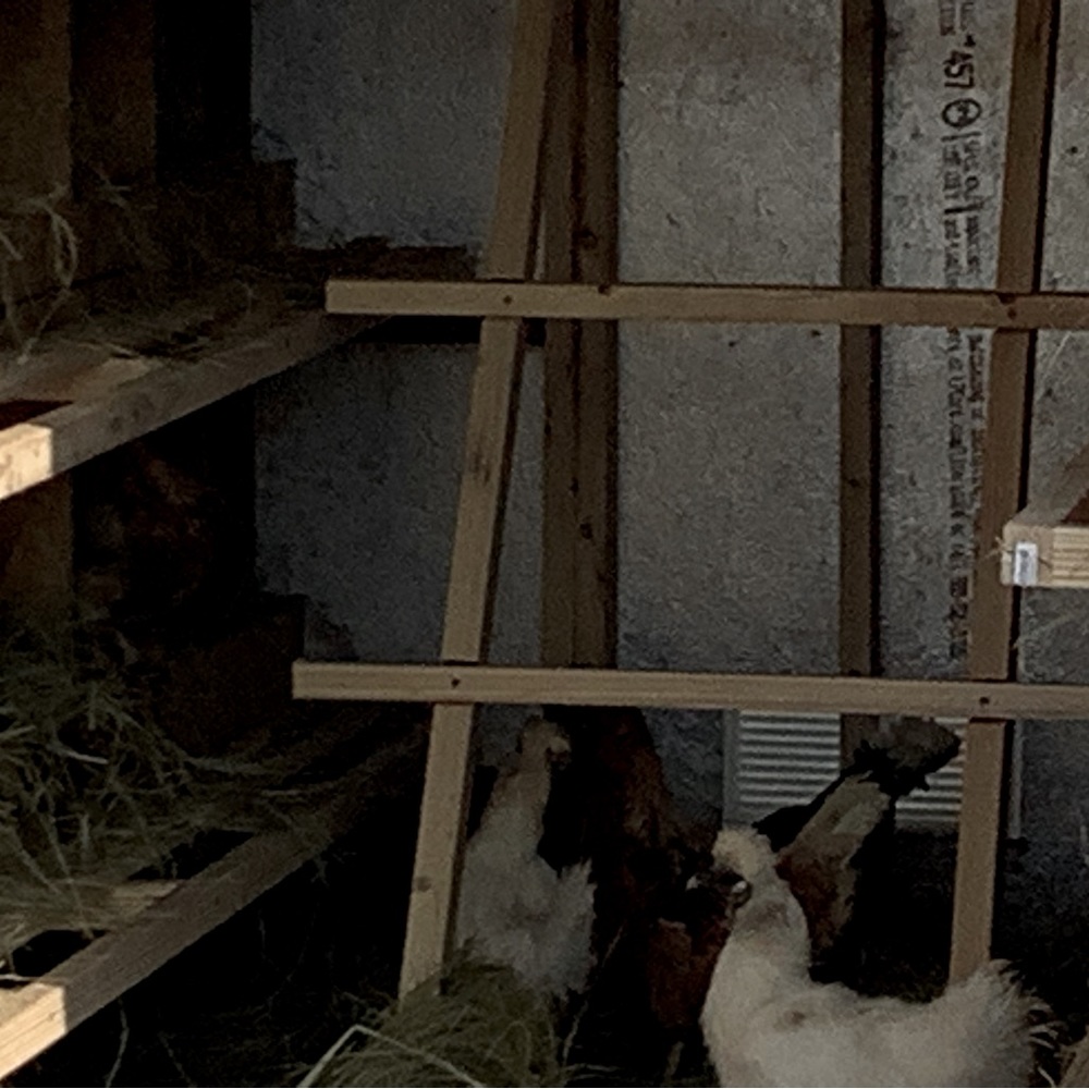 Kiki the girls have a new home